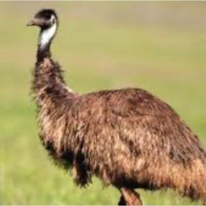 Meet your Posher, Amélia